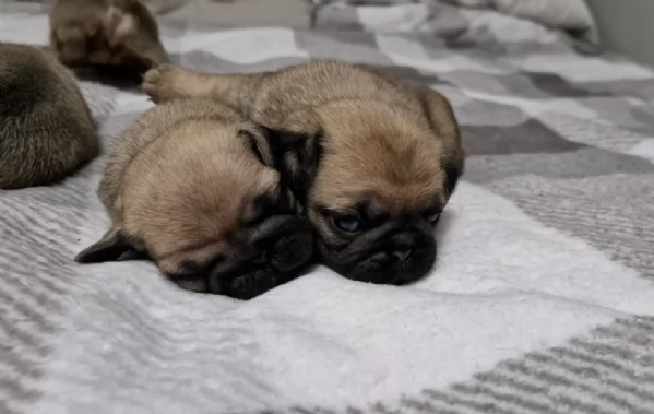 meraviglioso cuccioli Carlino per adozione | Foto 3