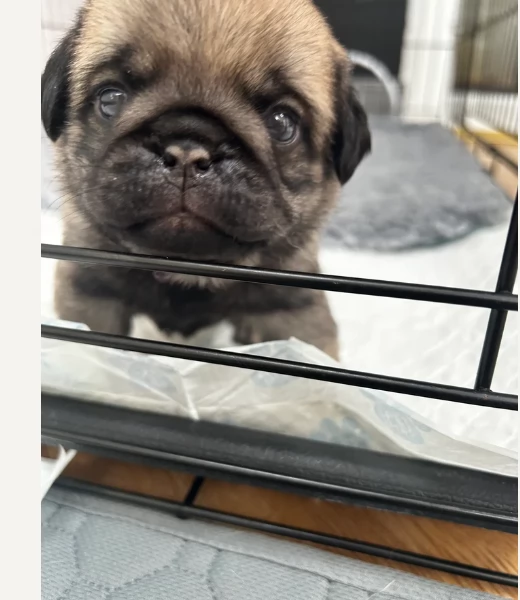 meraviglioso cuccioli Carlino per adozione | Foto 0