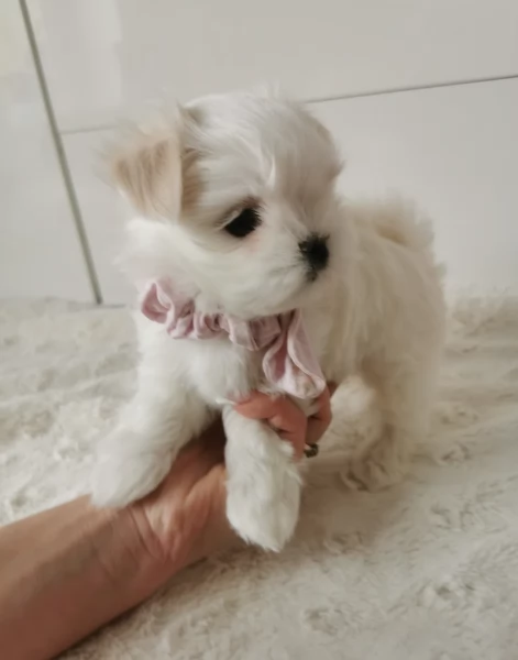 Regalo piccolissima cuccioli di Maltese per ladozione | Foto 2