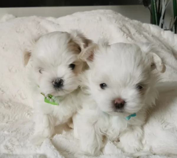 Regalo piccolissima cuccioli di Maltese per ladozione | Foto 0