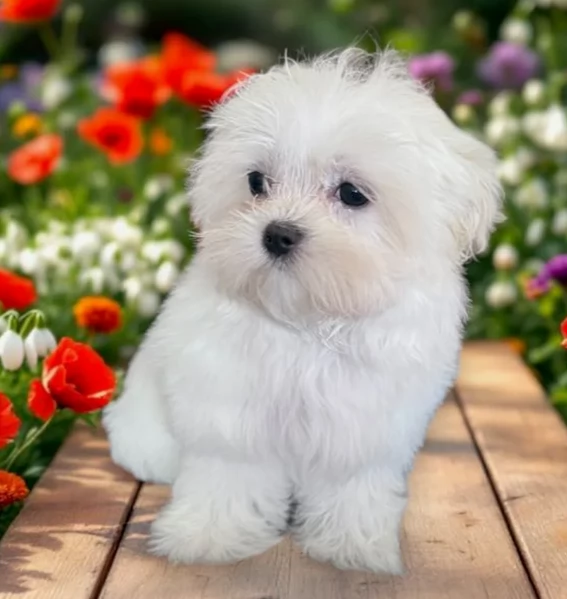  per adozione 3 Maltese di razza pura | Foto 5