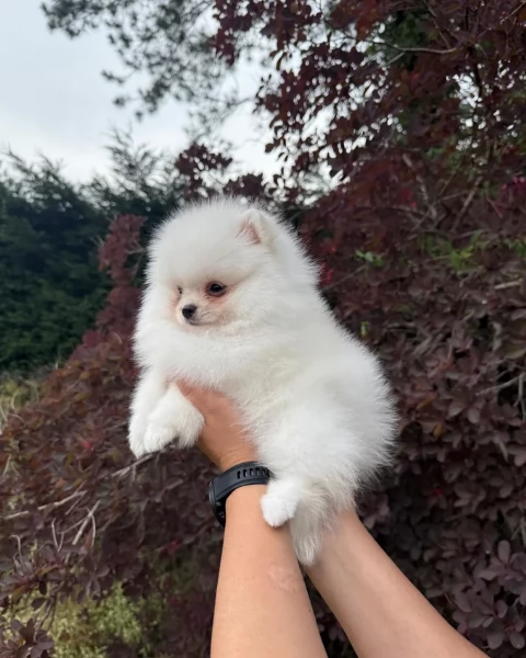 cuccioli di pomerania di piccola taglia per adozione | Foto 0