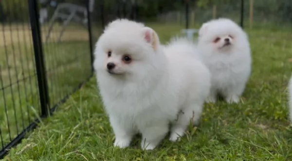 cuccioli di pomerania di piccola taglia per adozione | Foto 5