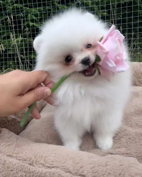 cuccioli di pomerania di piccola taglia per adozione | Foto 4