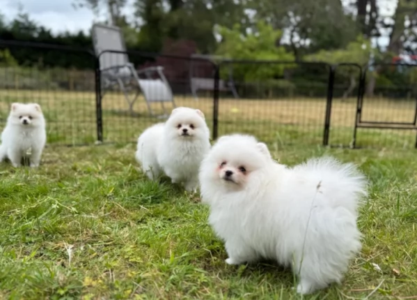 cuccioli di pomerania di piccola taglia per adozione | Foto 0