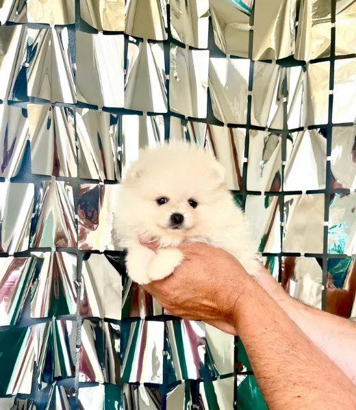 cuccioli di pomerania di piccola taglia per adozione | Foto 0
