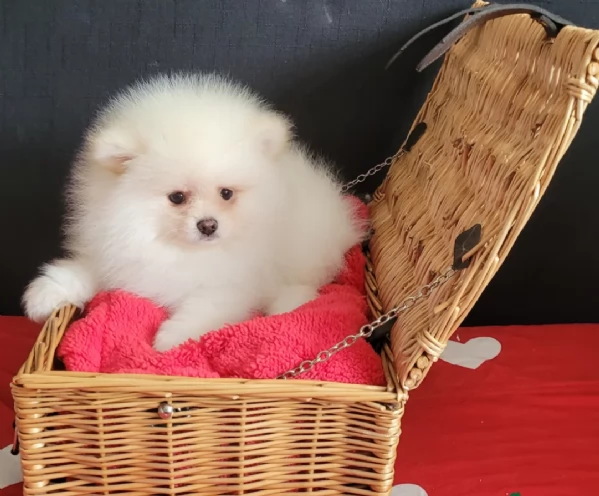 cuccioli di pomerania di piccola taglia per adozione