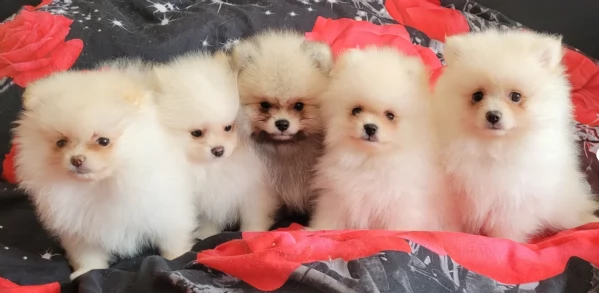 cuccioli di pomerania di piccola taglia per adozione | Foto 0