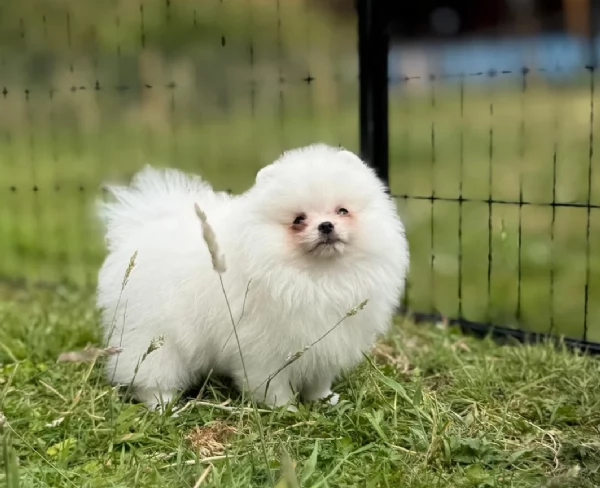 cuccioli di pomerania di piccola taglia per adozione | Foto 0