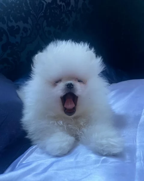 cuccioli di pomerania di piccola taglia per adozione | Foto 4
