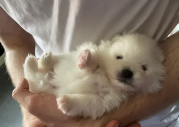 cuccioli di pomerania di piccola taglia per adozione | Foto 3