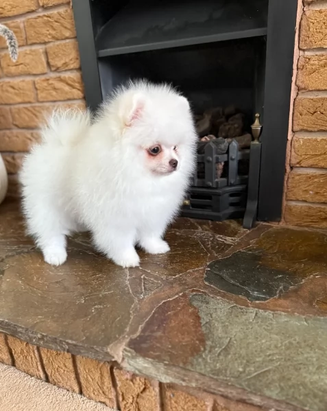 cuccioli di pomerania di piccola taglia per adozione | Foto 3