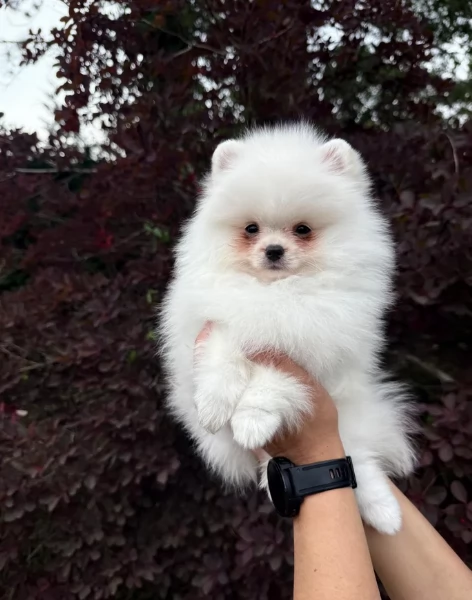cuccioli di pomerania di piccola taglia per adozione | Foto 2