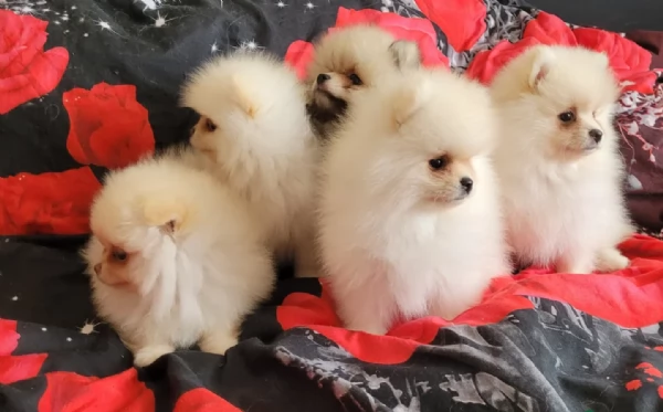 cuccioli di pomerania di piccola taglia per adozione | Foto 4