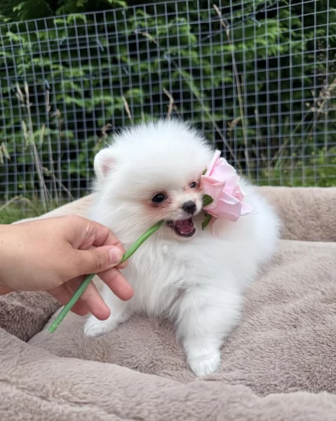 cuccioli di pomerania di piccola taglia per adozione | Foto 5