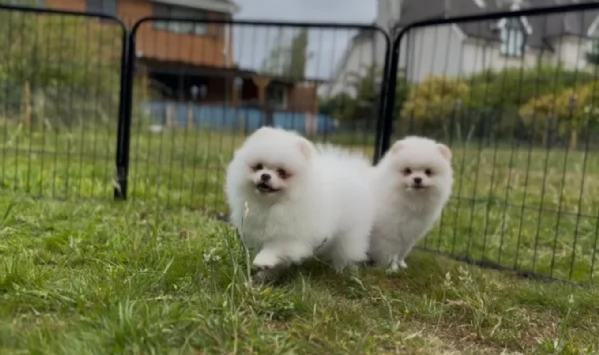 cuccioli di pomerania di piccola taglia per adozione | Foto 4