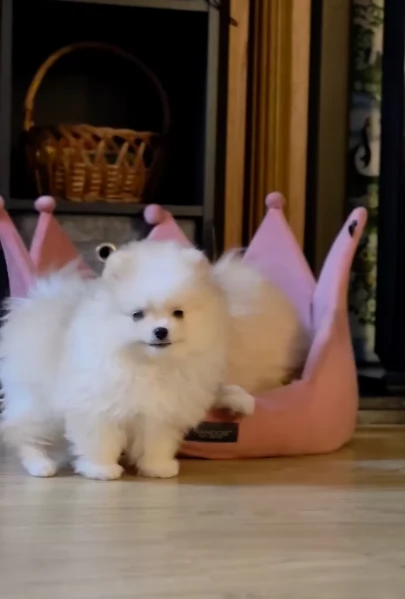 cuccioli di pomerania di piccola taglia per adozione