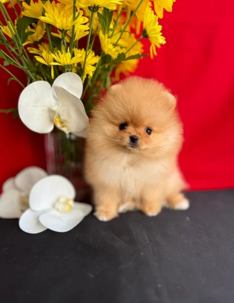 meraviglioso cucciolo di Pomerania per adozione