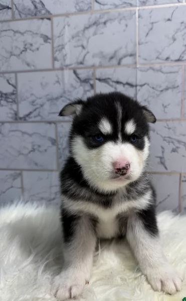  meraviglioso cuccioli di Husky per ladozione | Foto 6