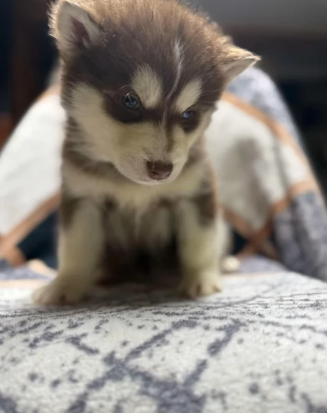  meraviglioso cuccioli di Husky per ladozione | Foto 2