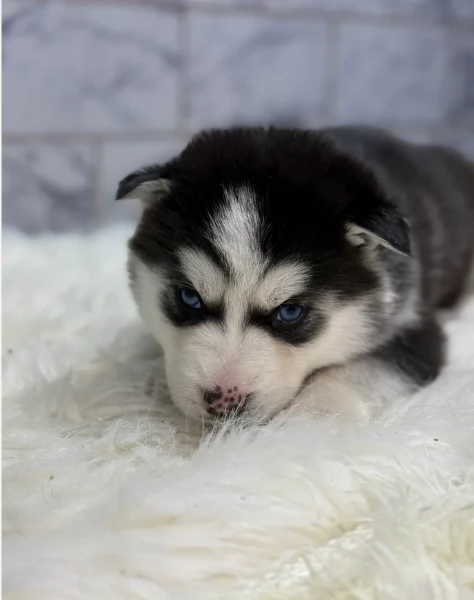  meraviglioso cuccioli di Husky per ladozione | Foto 0