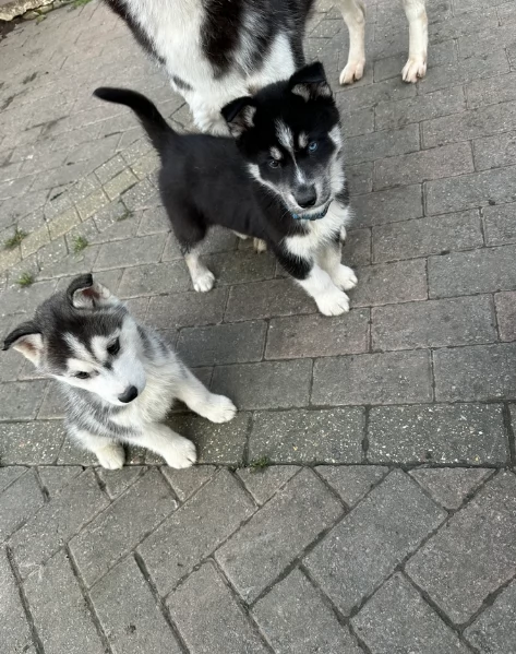  meraviglioso cuccioli di Husky per ladozione | Foto 2