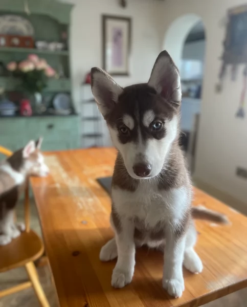  meraviglioso cuccioli di Husky per ladozione