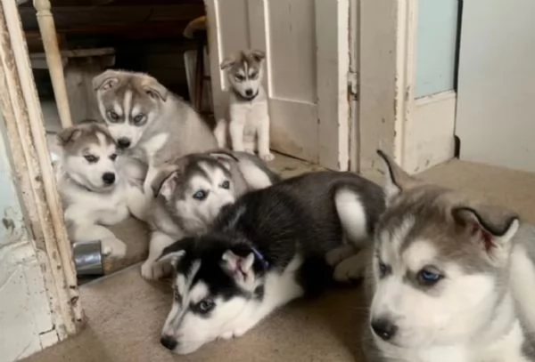  meraviglioso cuccioli di Husky per ladozione