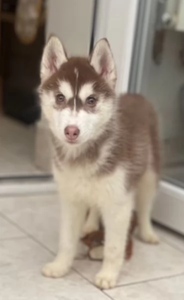  meraviglioso cuccioli di Husky per ladozione | Foto 2