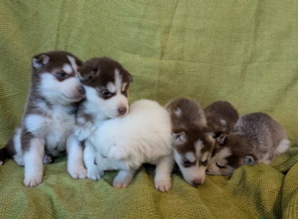  meraviglioso cuccioli di Husky per ladozione | Foto 1
