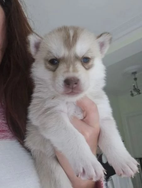  meraviglioso cuccioli di Husky per ladozione