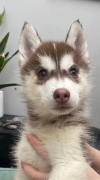  meraviglioso cuccioli di Husky per ladozione