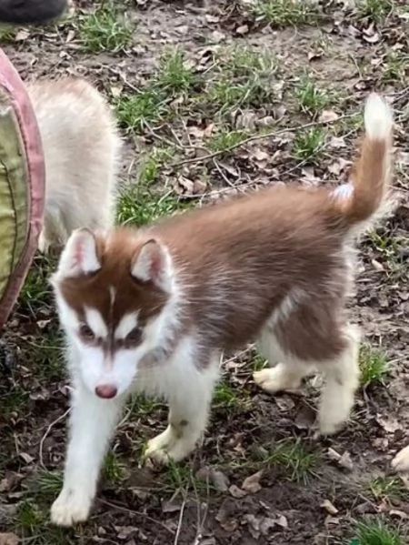  meraviglioso cuccioli di Husky per ladozione | Foto 3
