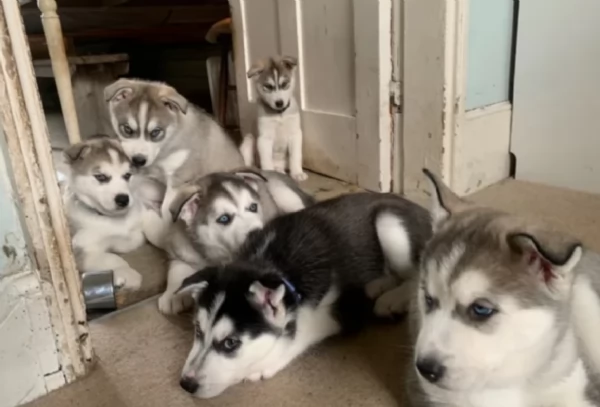  meraviglioso cuccioli di Husky per ladozione | Foto 1