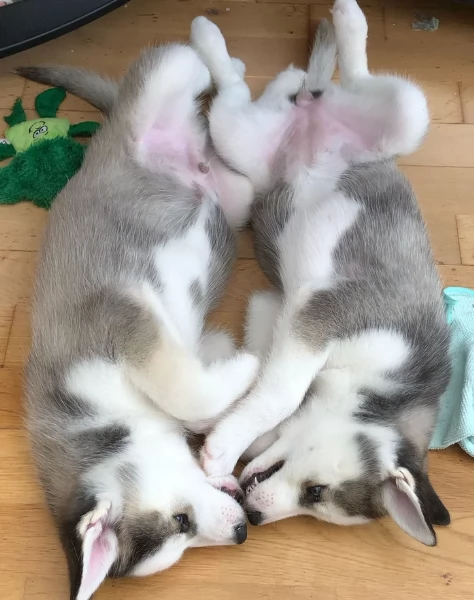 meraviglioso cuccioli di Husky per ladozione | Foto 4