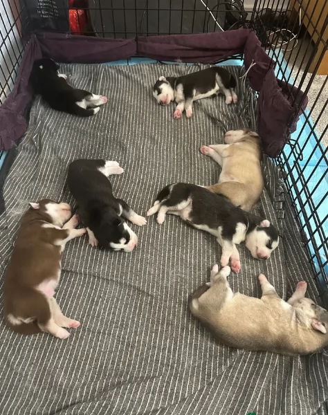  meraviglioso cuccioli di Husky per ladozione