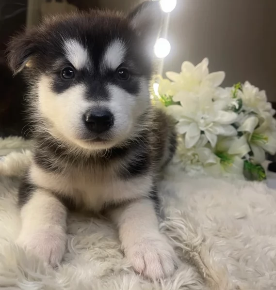  meraviglioso cuccioli di Husky per ladozione | Foto 5