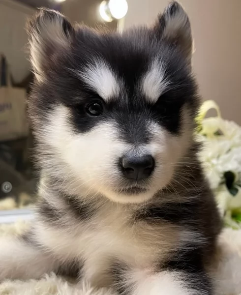  meraviglioso cuccioli di Husky per ladozione | Foto 1