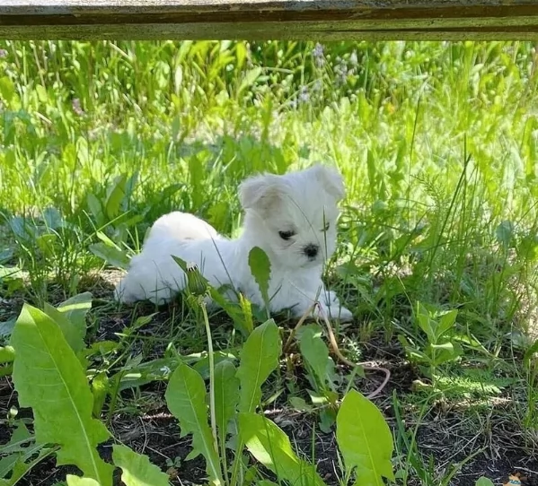 piccolissima cuccioli di Maltese per ladozione | Foto 2