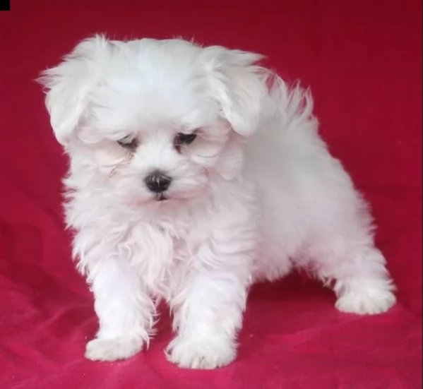 piccolissima cuccioli di Maltese per ladozione | Foto 3