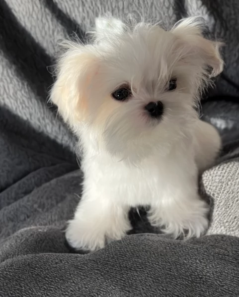 piccolissima cuccioli di Maltese per ladozione | Foto 5