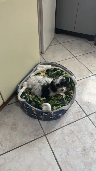 Vendo cucciolo di barboncino Toy | Foto 4