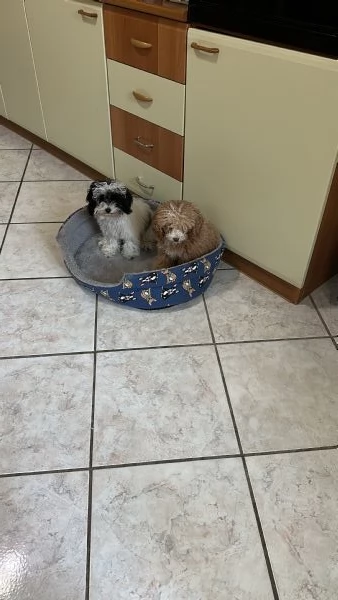 Vendo cucciolo di barboncino Toy | Foto 3