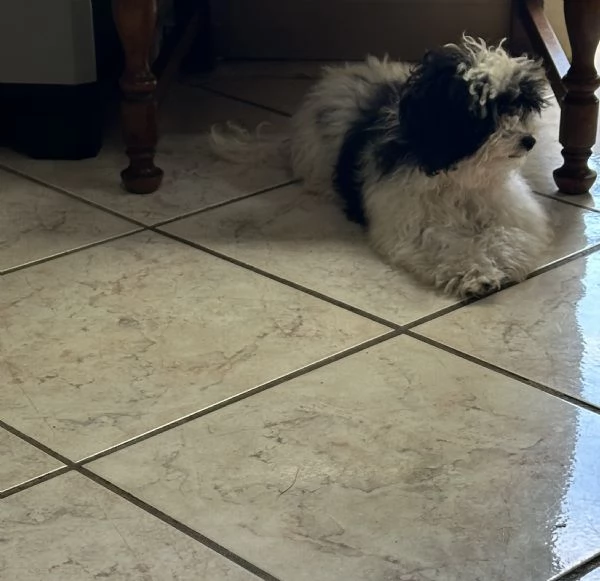 Vendo cucciolo di barboncino Toy | Foto 2