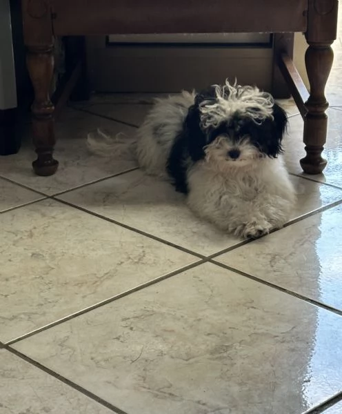 Vendo cucciolo di barboncino Toy | Foto 1