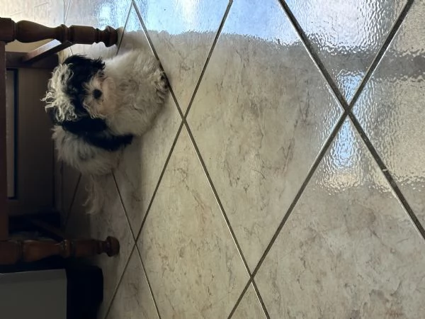 Vendo cucciolo di barboncino Toy | Foto 0