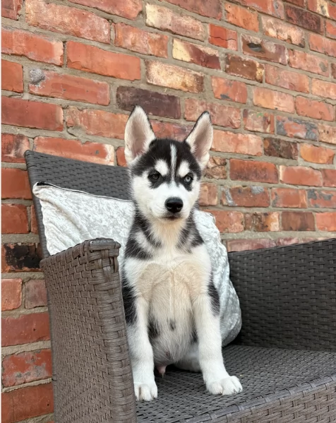 REGALO HUSKY per ladozione | Foto 5