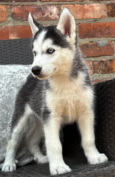REGALO HUSKY per ladozione | Foto 4