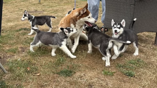 REGALO HUSKY per ladozione