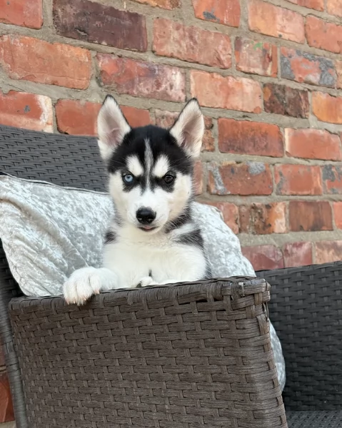 REGALO HUSKY per ladozione | Foto 0